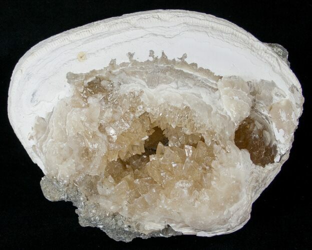Clam Fossil with Golden Calcite Crystals - #14724